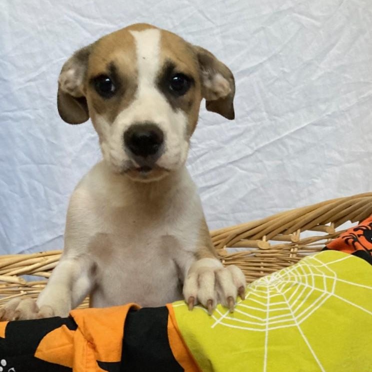 Enlarge Nash, a Adoptable mixed breed in Pensacola, FL image 3/4