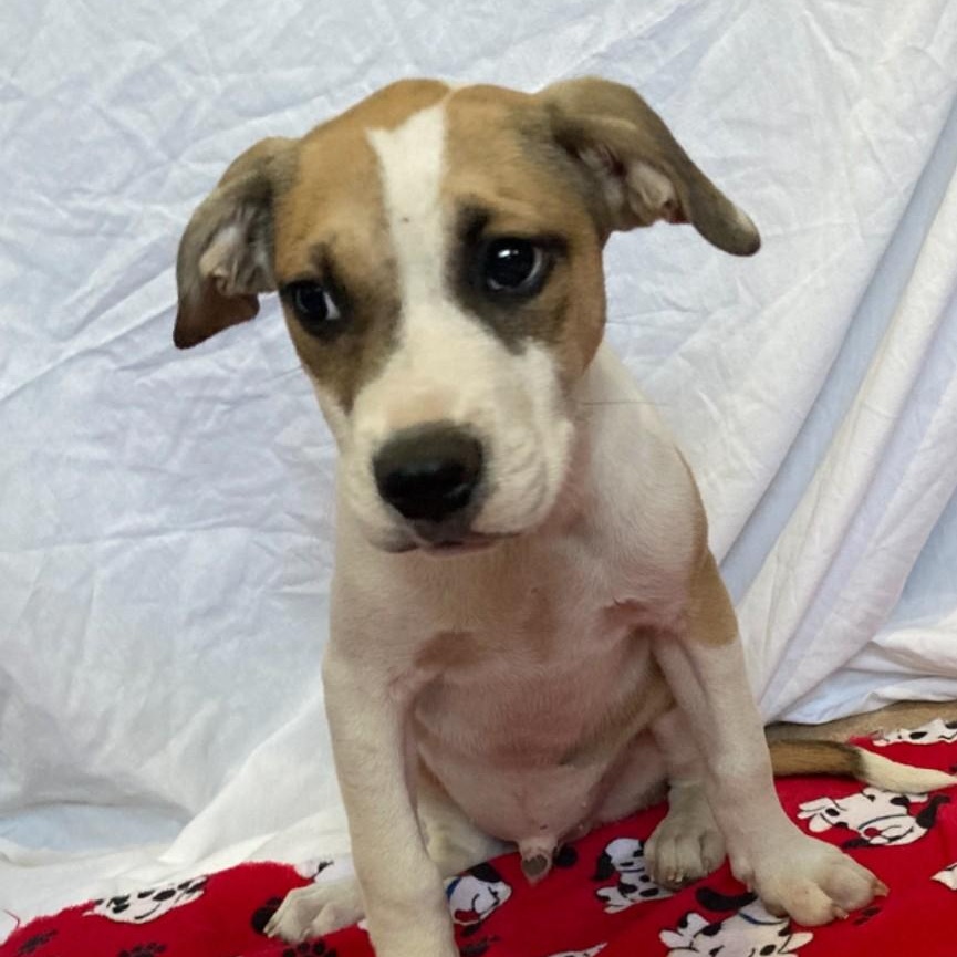 Nash, Adoptable, Puppy Male Corgi & Hound.