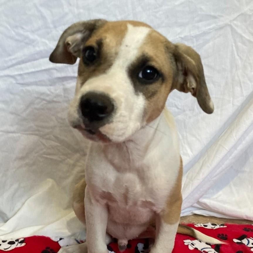 Enlarge Nash, a Adoptable mixed breed in Pensacola, FL image 4/4