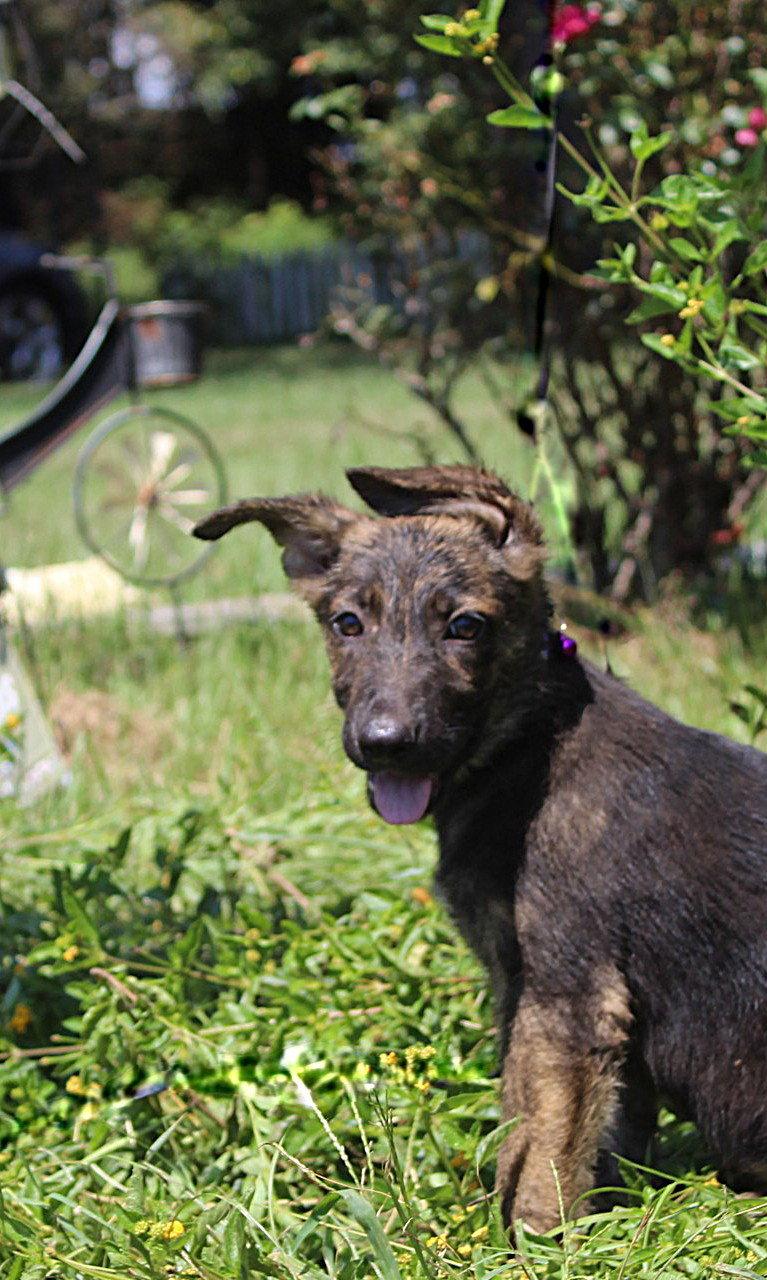 Naya-10/12wks Spay Contract, Adoptable, Puppy Female German Shepherd Dog & Dutch Shepherd.