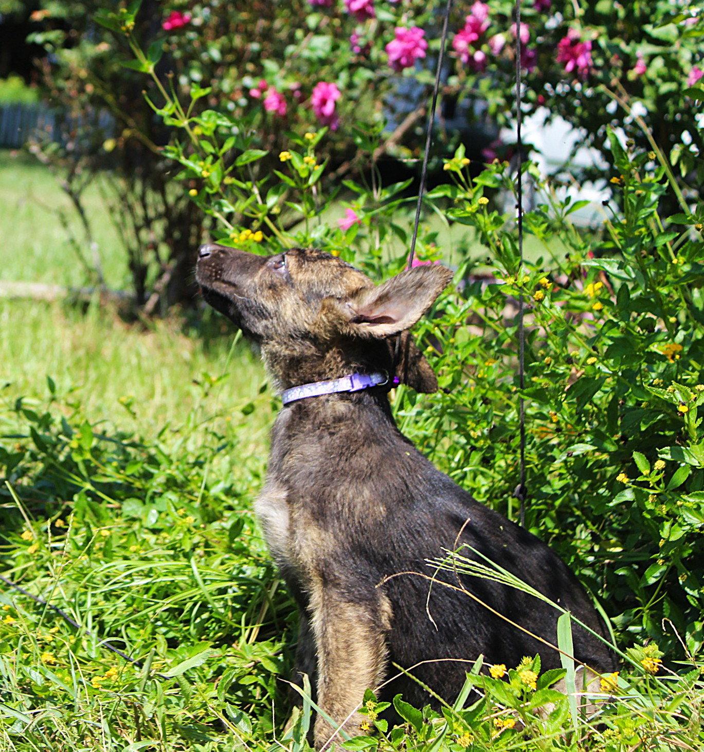 Enlarge Naya-10/12wks Spay Contract, a Adoptable mixed breed in Holly Hill, SC image 3/3