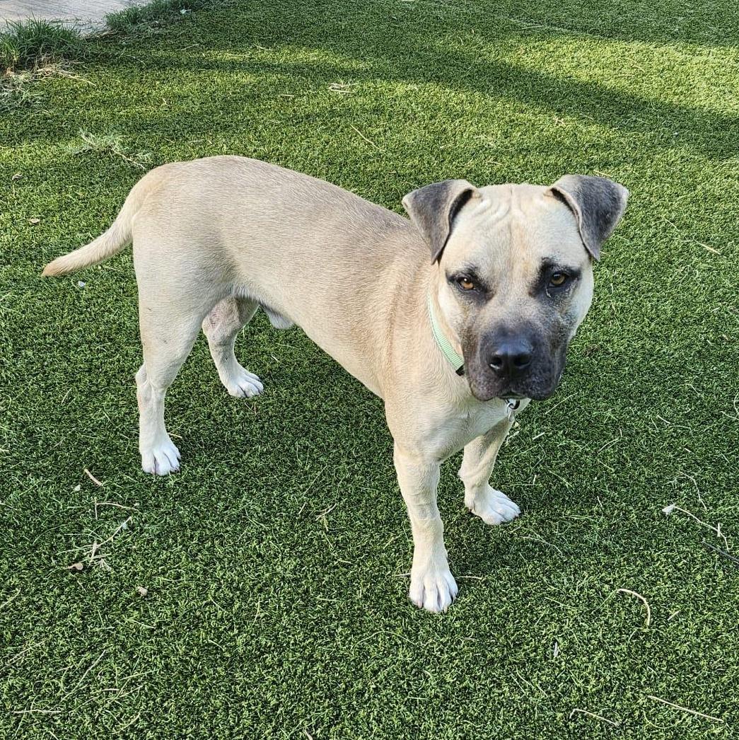 Sultan — thumbnail 2