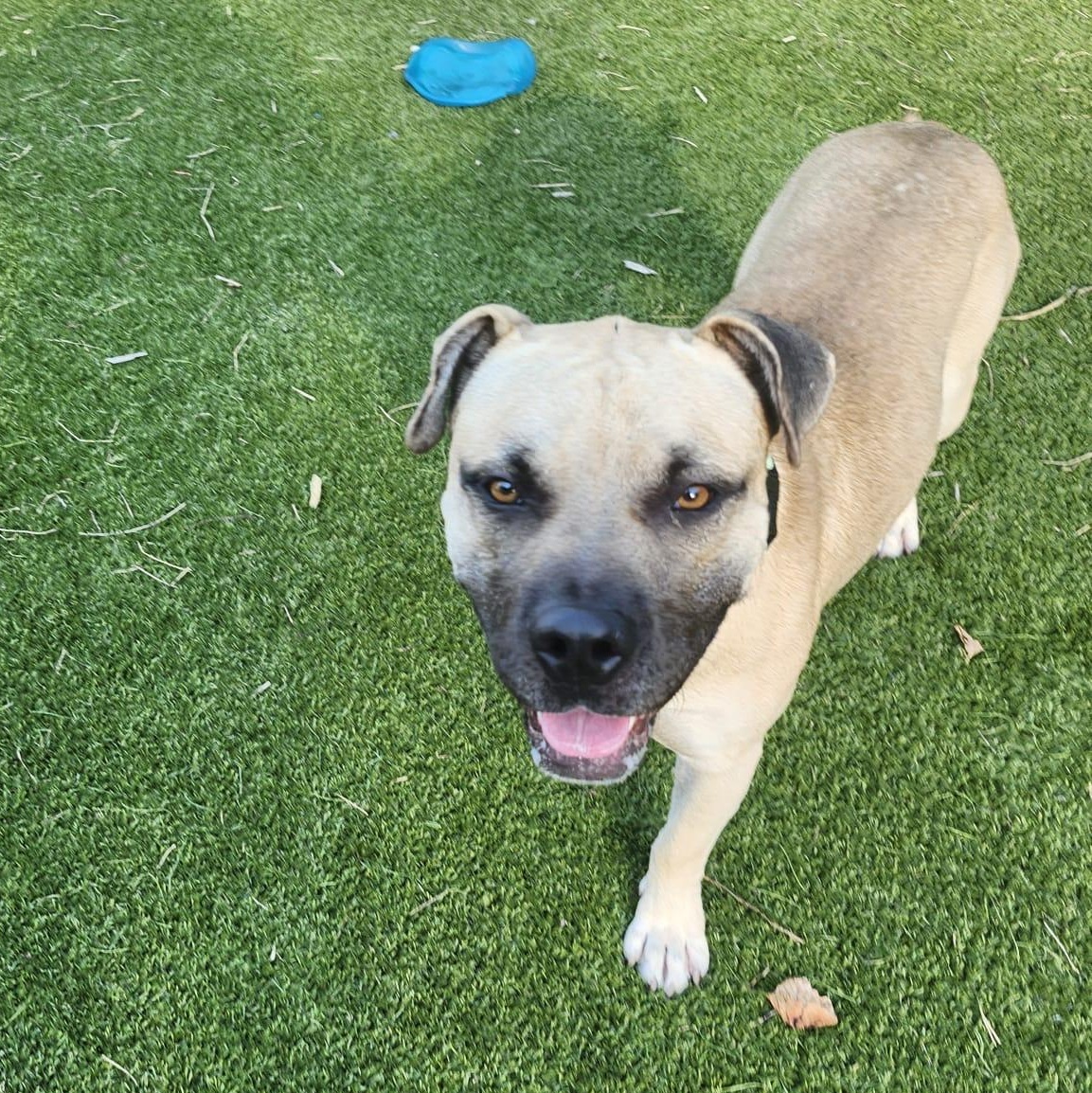 Sultan — thumbnail 5