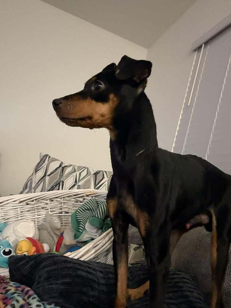 Enlarge Alfred, a Adopted Miniature Pinscher in Wendell, NC image 1/5