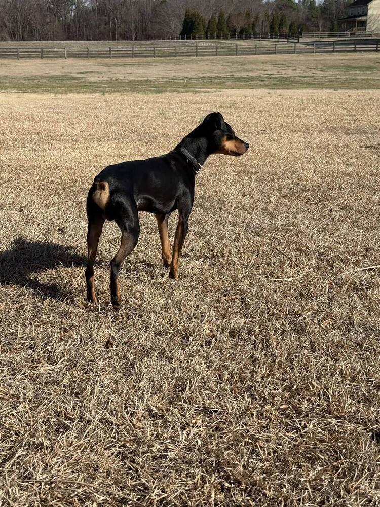 Enlarge Alfred, a Adopted Miniature Pinscher in Wendell, NC image 2/5