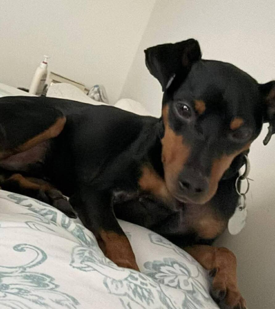 Enlarge Alfred, a Adopted Miniature Pinscher in Wendell, NC image 3/5