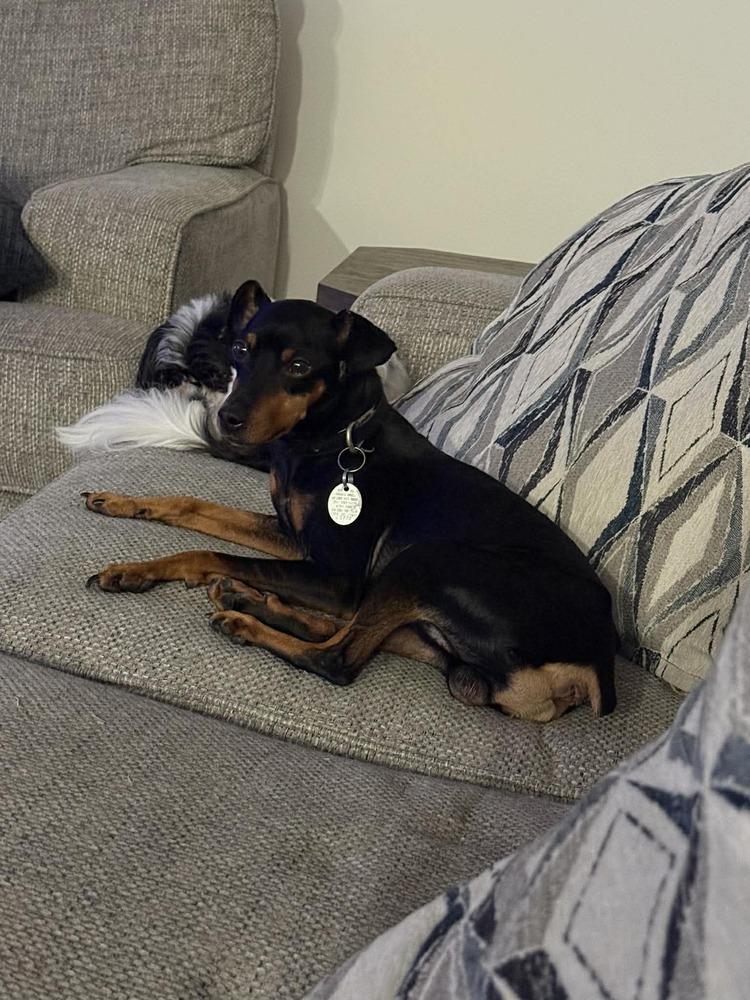 Enlarge Alfred, a Adopted Miniature Pinscher in Wendell, NC image 4/5