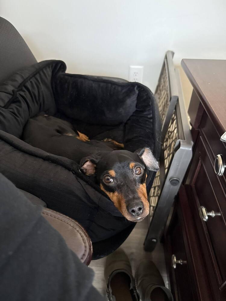 Enlarge Alfred, a Adopted Miniature Pinscher in Wendell, NC image 5/5
