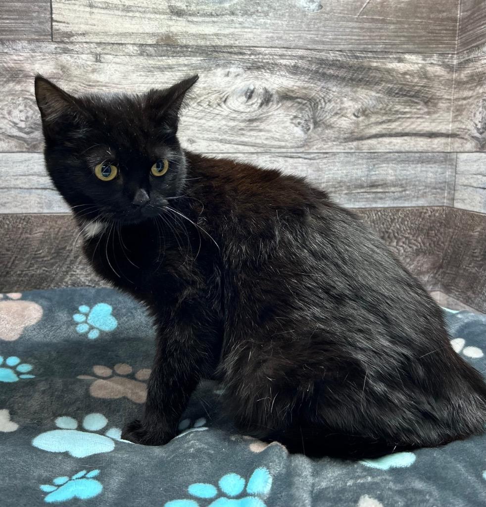 Alanis, Adoptable, Kitten Female Domestic Short Hair.