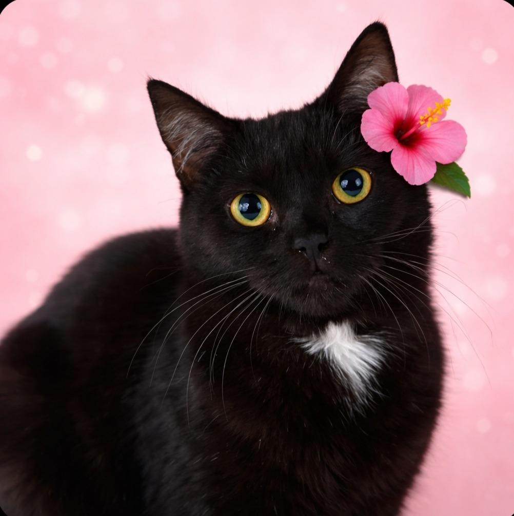 Enlarge Alanis, a Adoptable mixed breed in Washington Court House, OH image 2/3