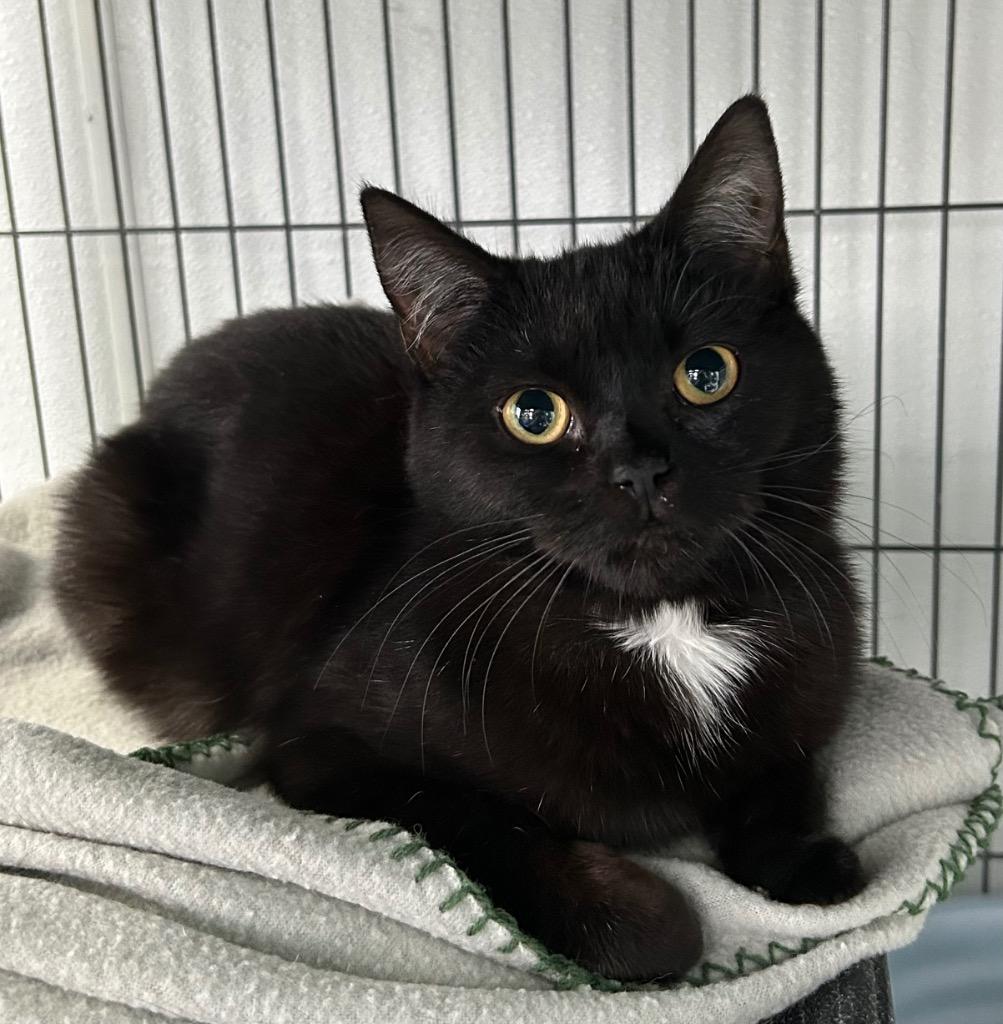 Alanis, a Adoptable mixed breed in Washington Court House, OH image 2/2