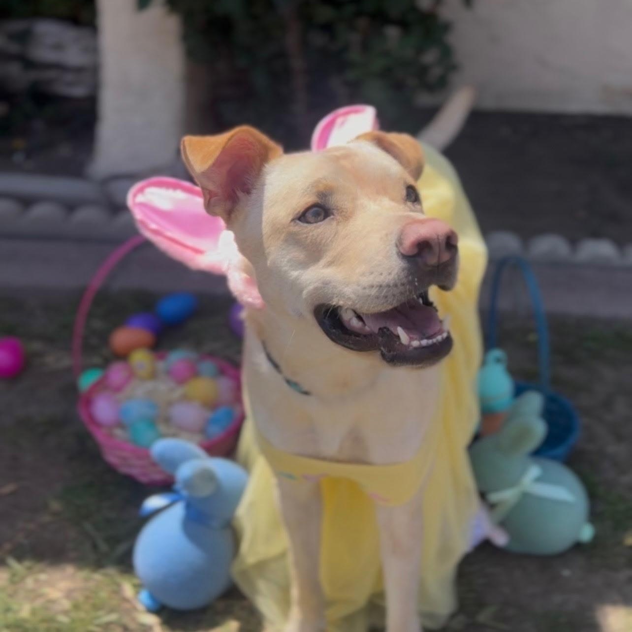 Bunny, Adult Female Labrador Retriever