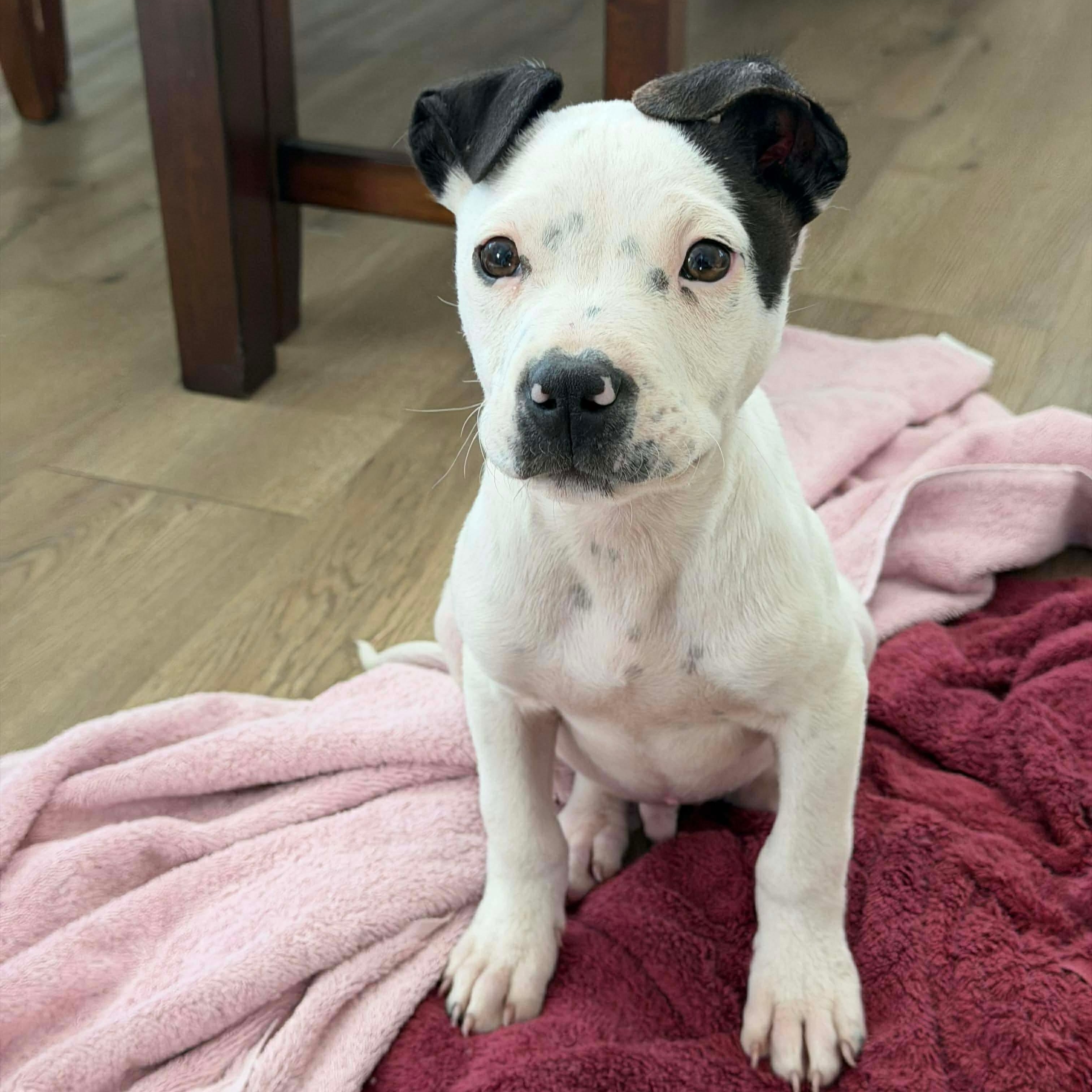 Enlarge Casper, a ADOPTABLE Mixed Breed in Wando, SC image 4/4