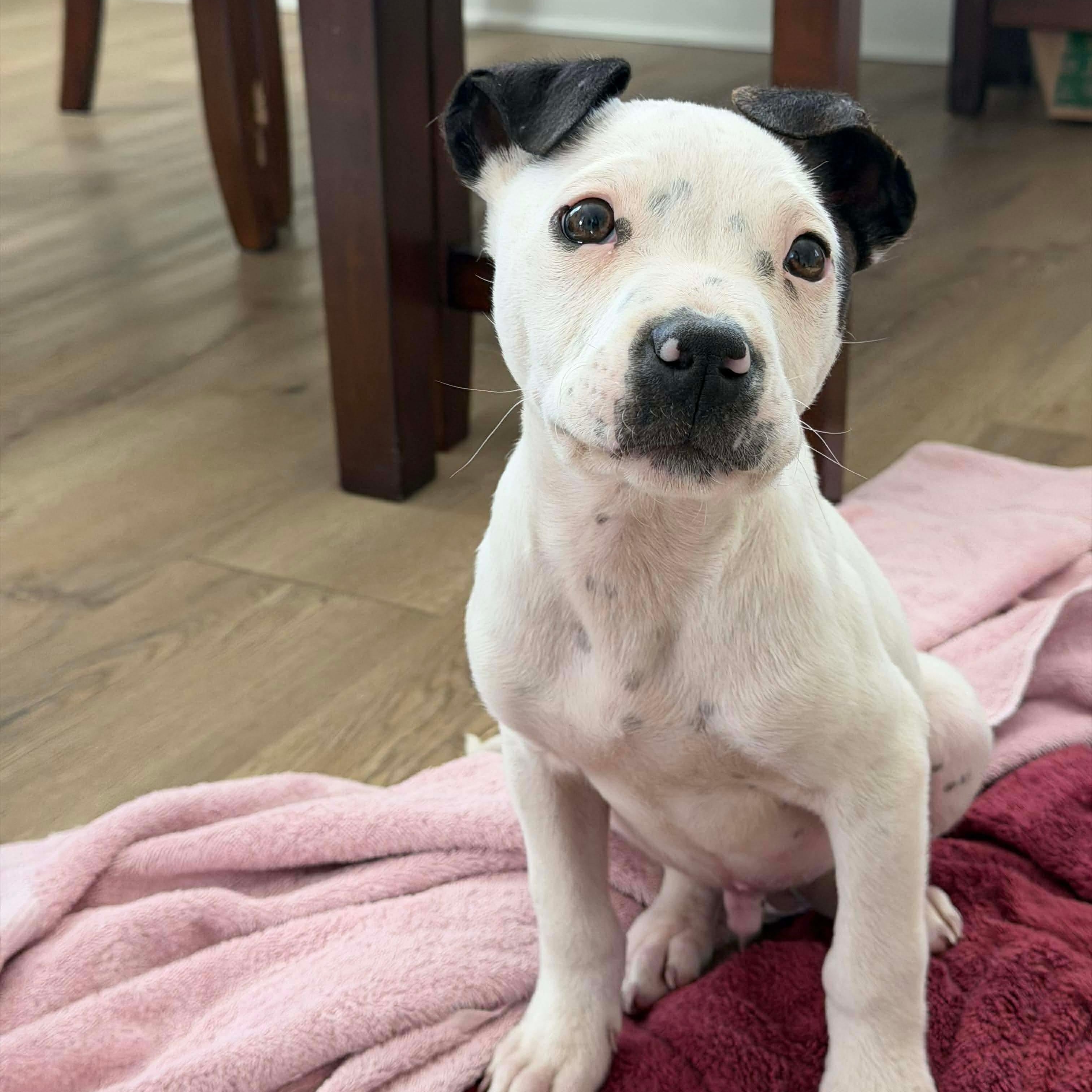 Enlarge Casper, a ADOPTABLE Mixed Breed in Wando, SC image 1/4