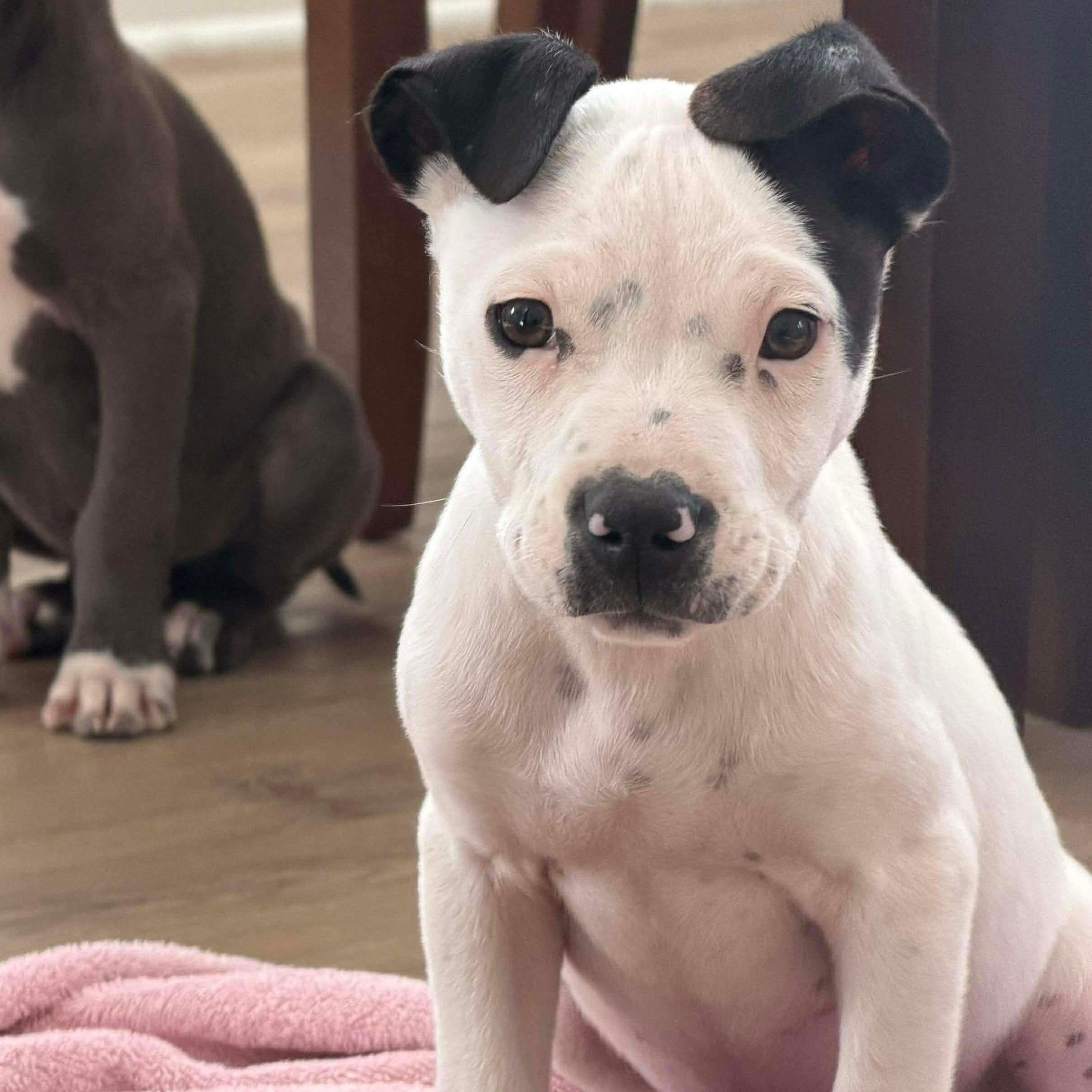 Enlarge Casper, a ADOPTABLE Mixed Breed in Wando, SC image 2/4