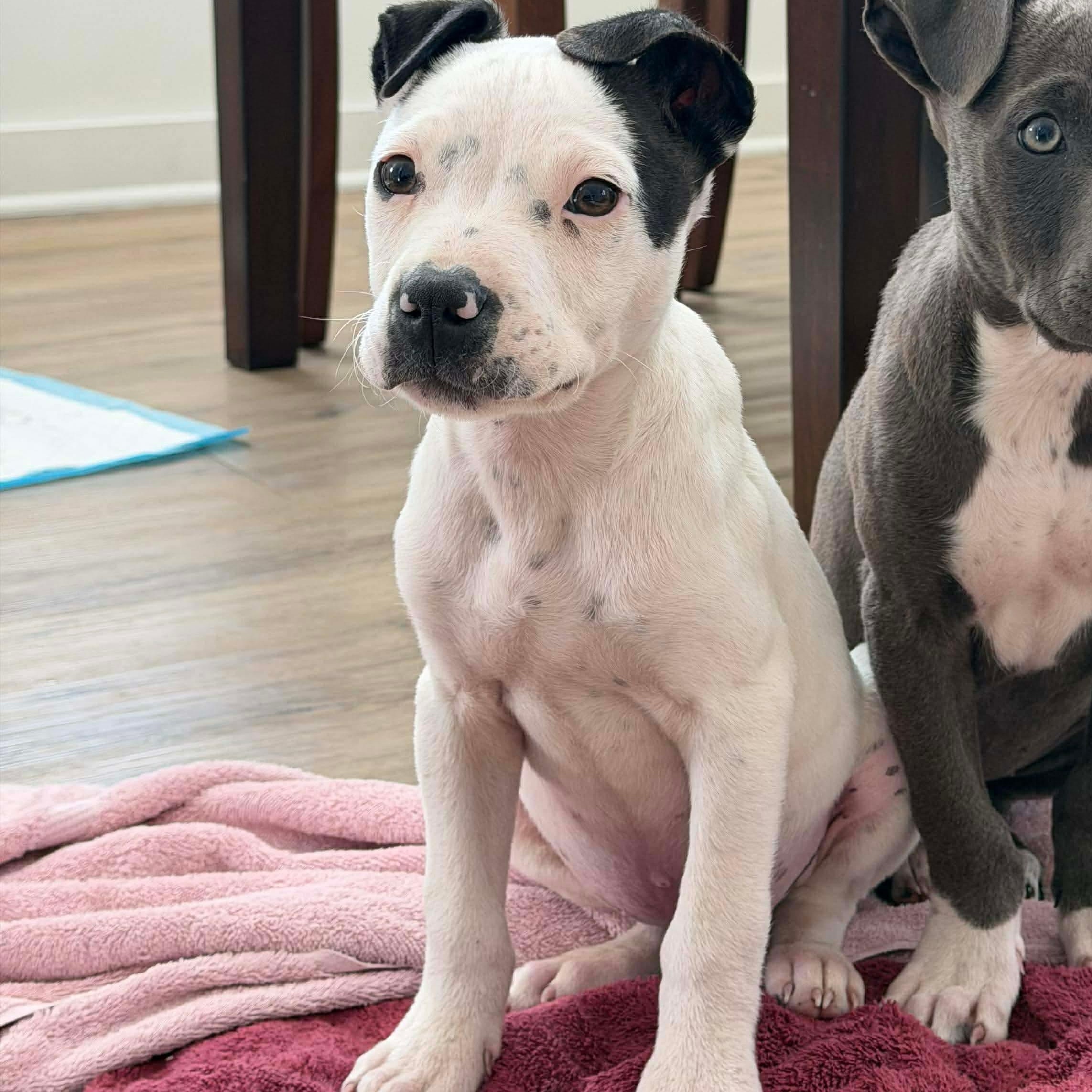 Enlarge Casper, a ADOPTABLE Mixed Breed in Wando, SC image 3/4