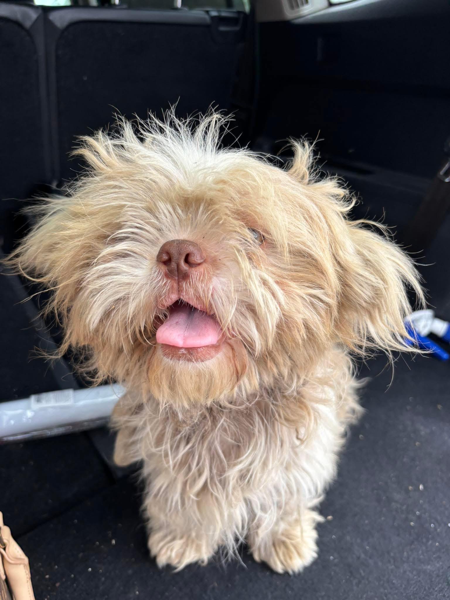 Enlarge Tucker, a ADOPTABLE mixed breed in Lovettsville, VA image 2/4