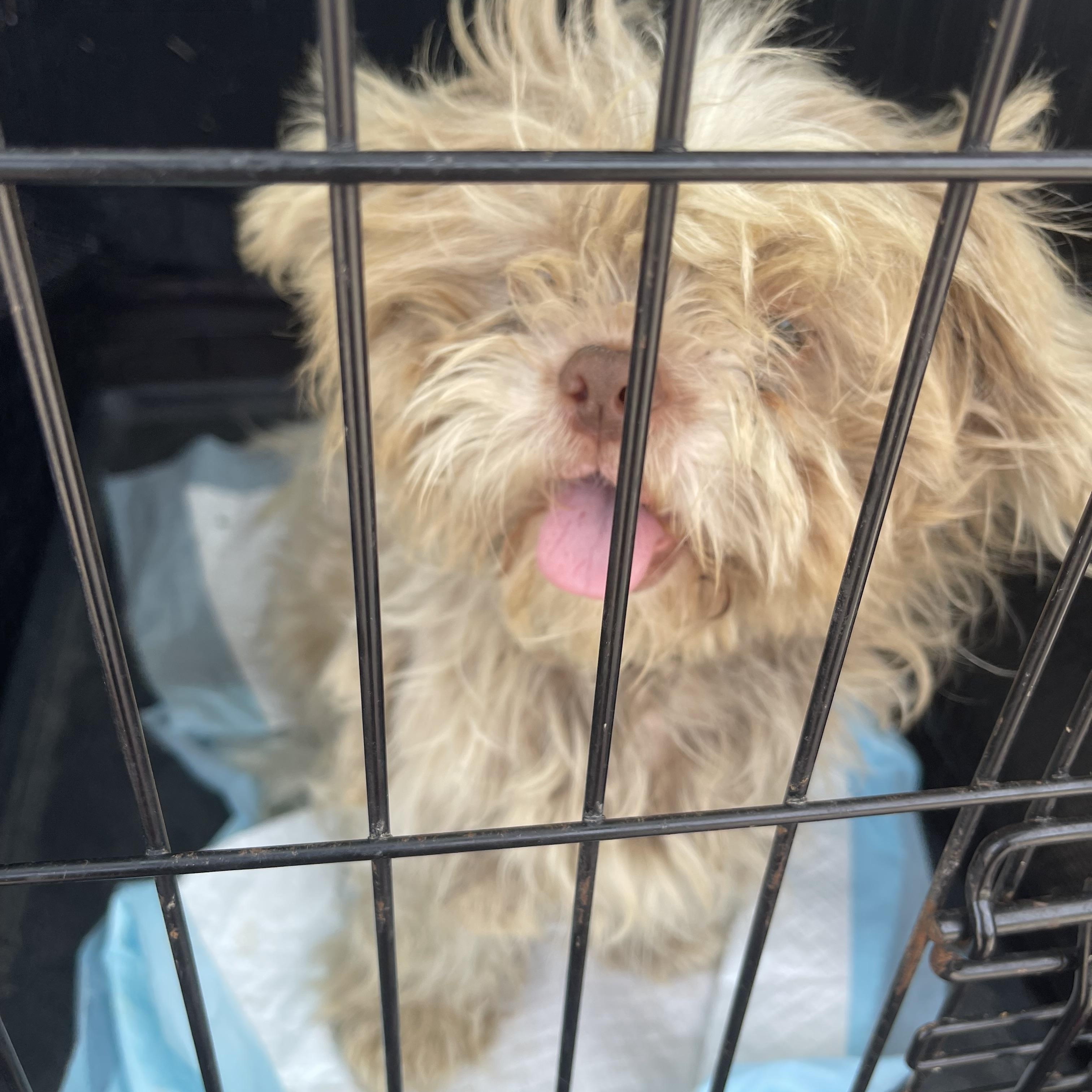 Enlarge Tucker, a ADOPTABLE mixed breed in Lovettsville, VA image 3/4