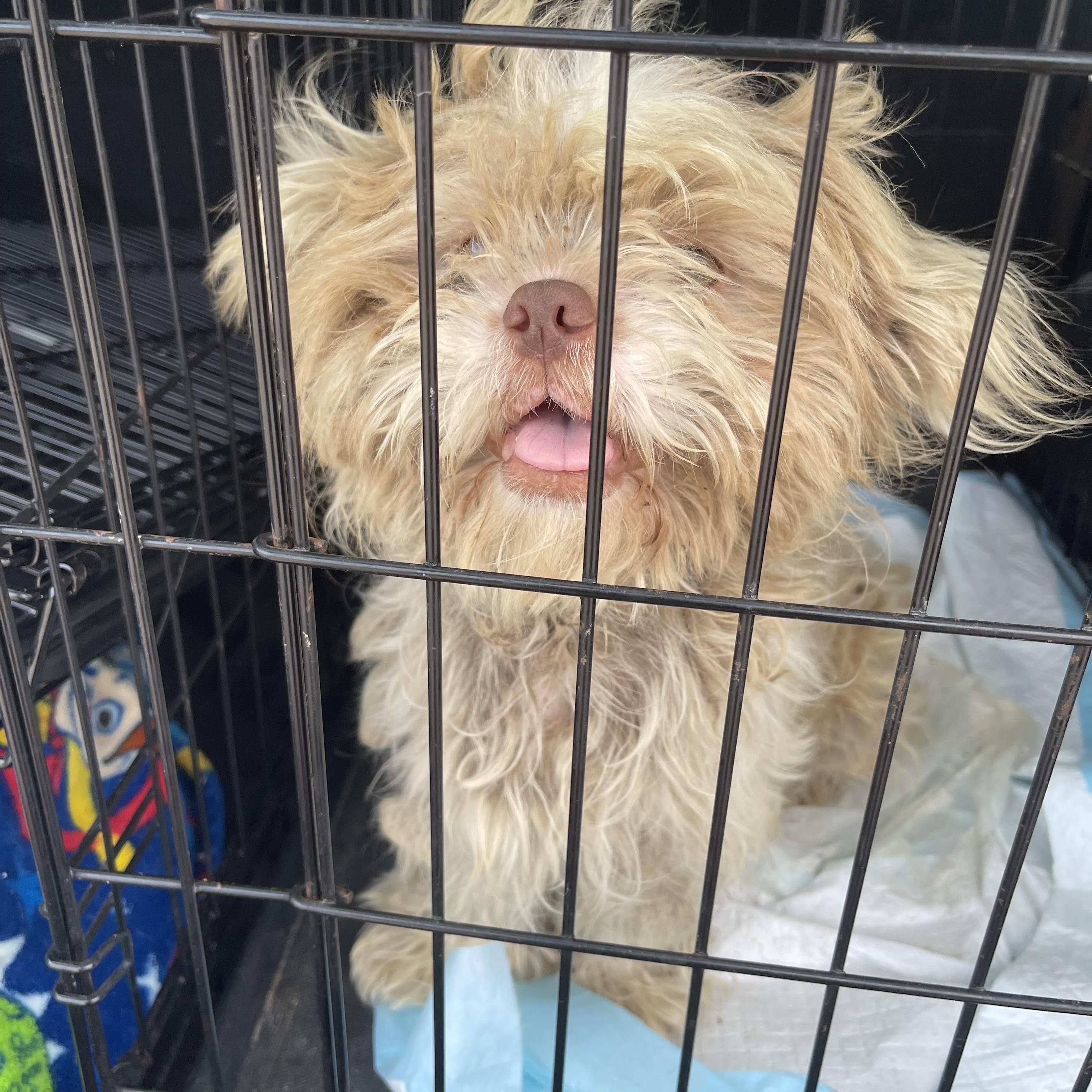 Enlarge Tucker, a ADOPTABLE mixed breed in Lovettsville, VA image 4/4