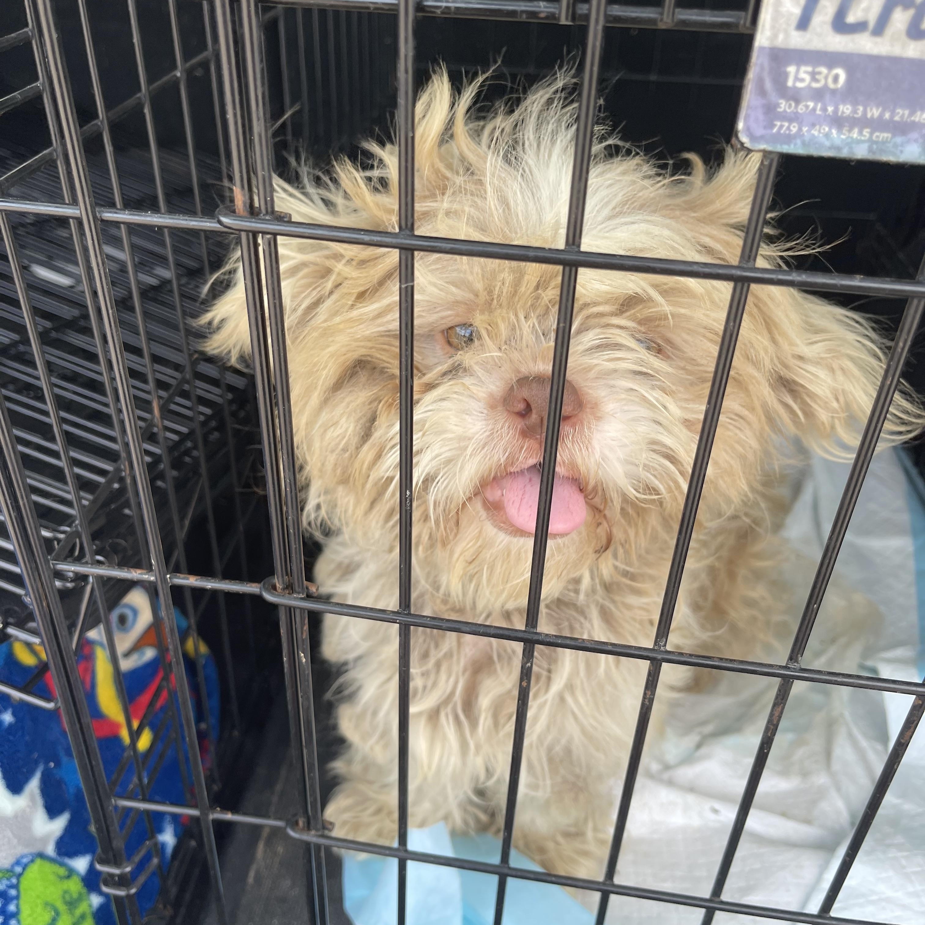 Enlarge Tucker, a ADOPTABLE mixed breed in Lovettsville, VA image 1/4