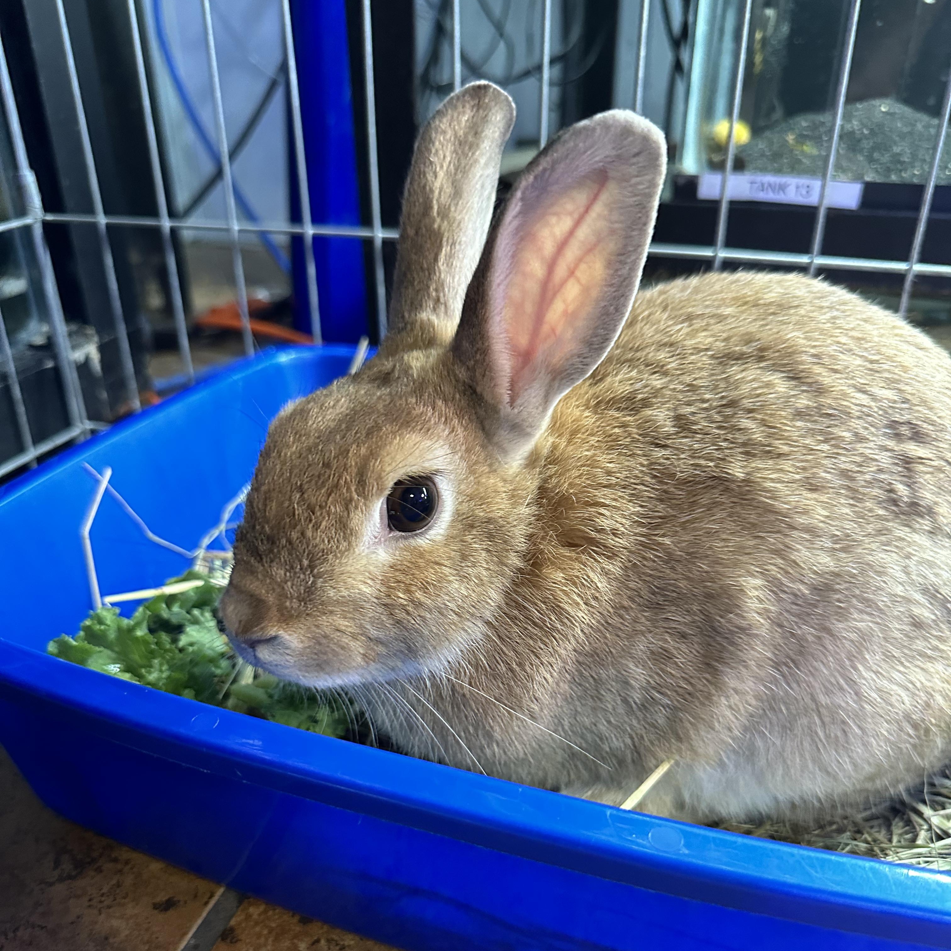 TAVI (ADULT SPAYED FEMALE) photo 4