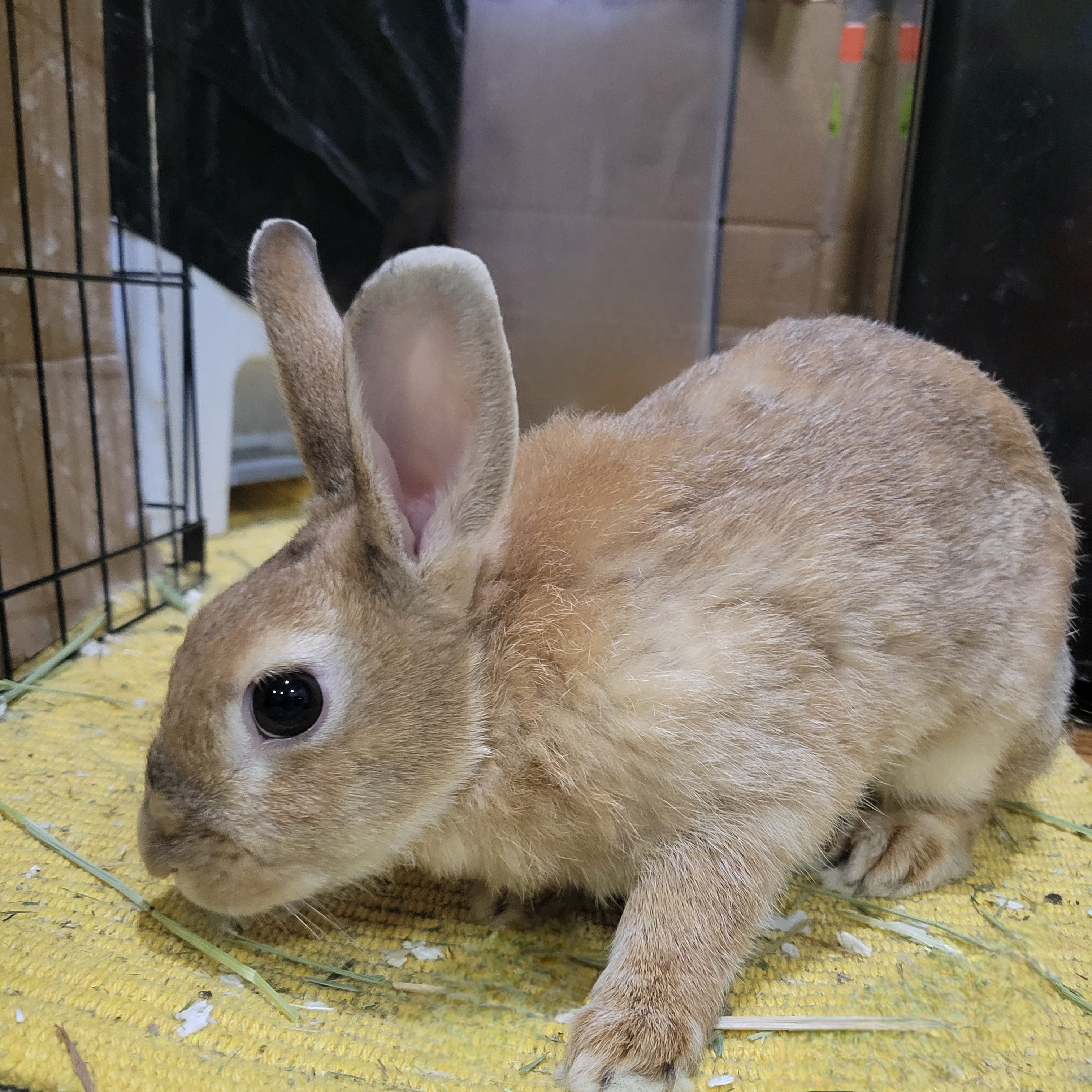 TAVI (ADULT SPAYED FEMALE) photo 5