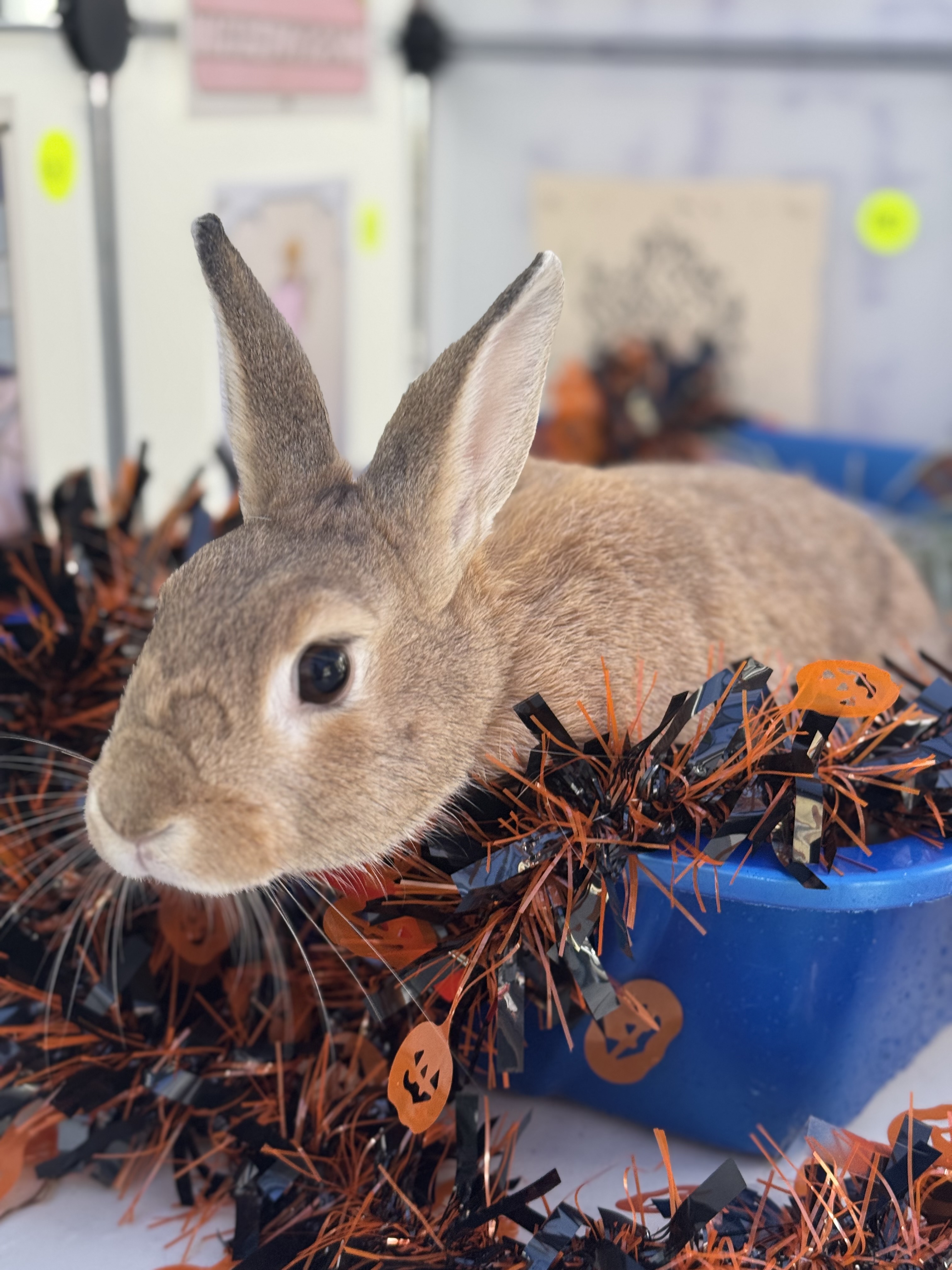 TAVI (ADULT SPAYED FEMALE) photo 1