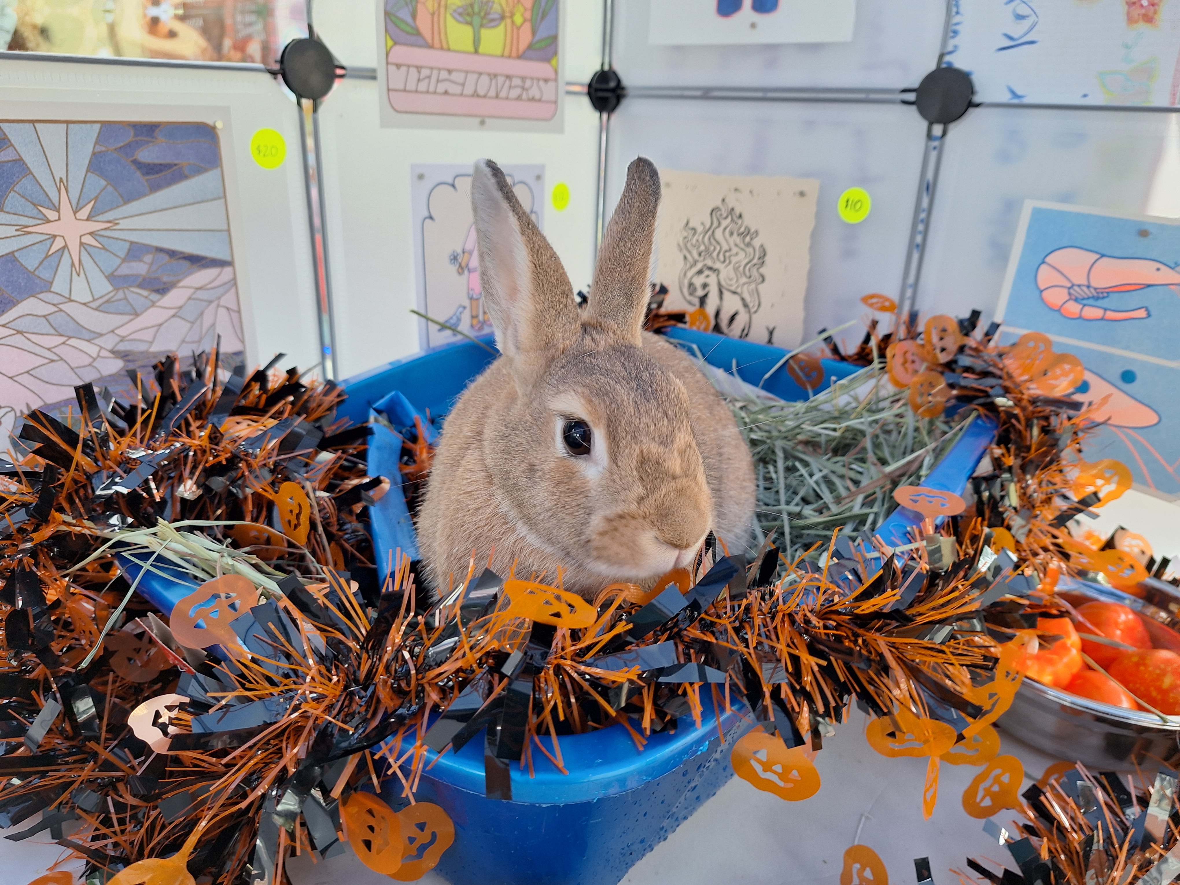 TAVI (ADULT SPAYED FEMALE) photo 2