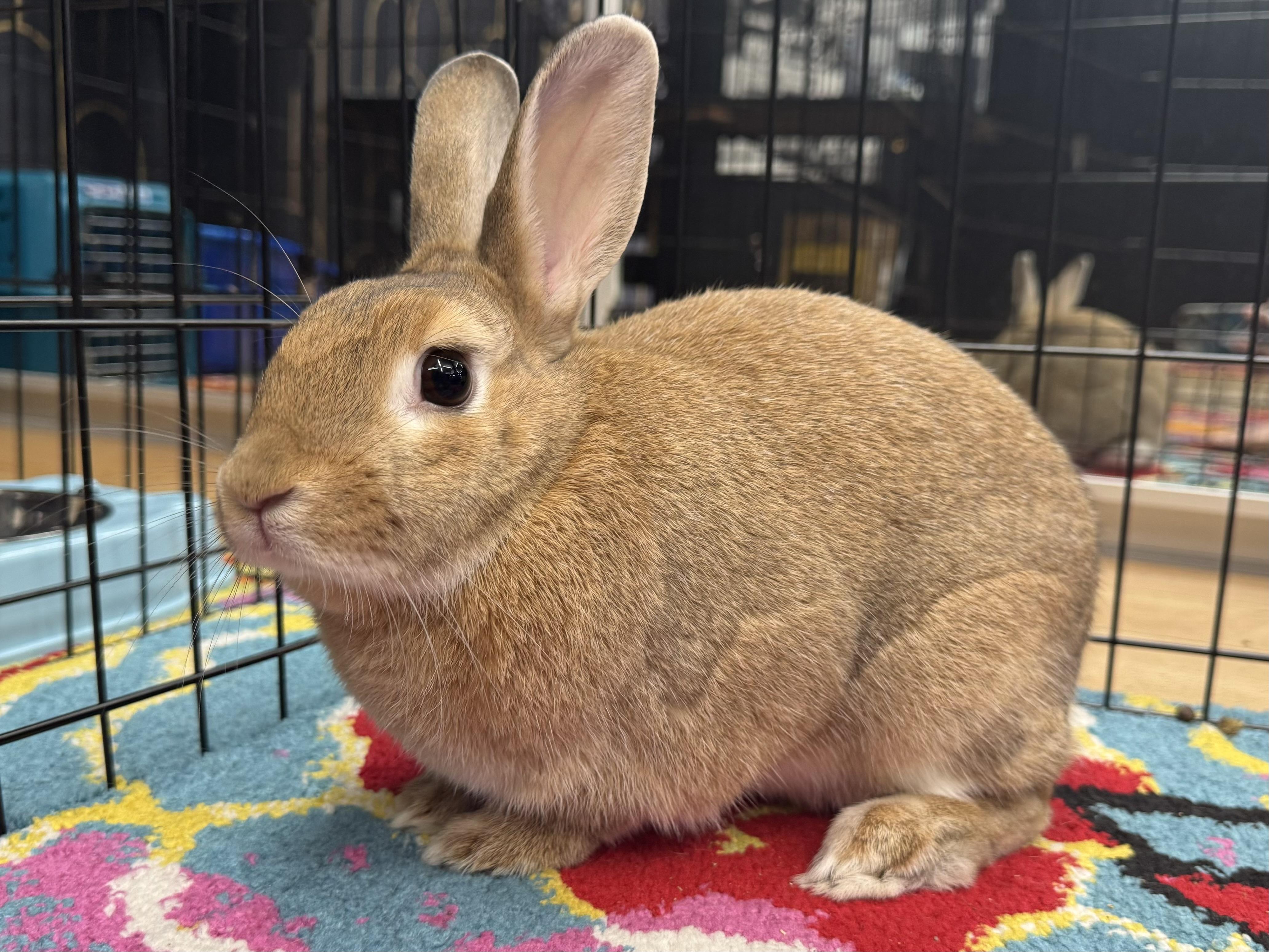 TAVI (ADULT SPAYED FEMALE) photo 3