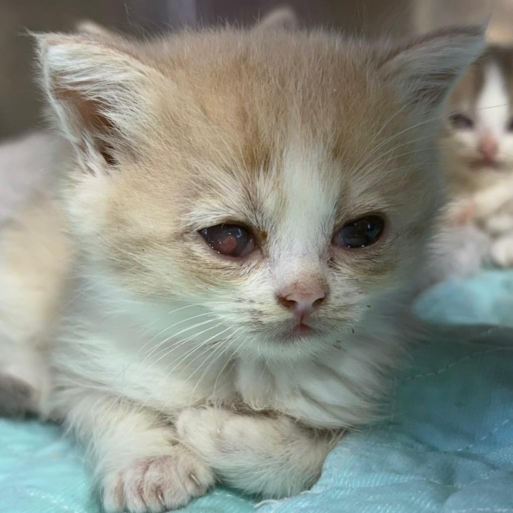 Bluegrass, Adoptable, Kitten Male Persian & Domestic Medium Hair.