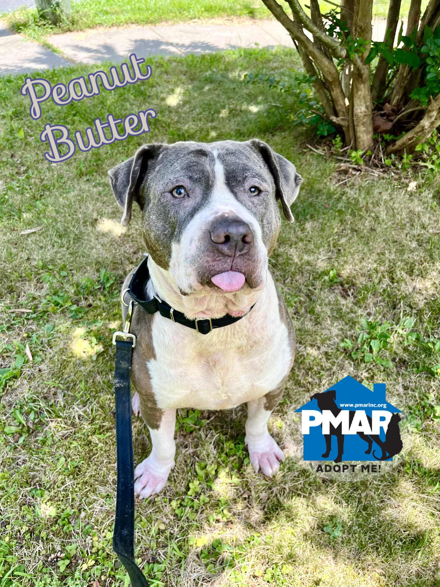 Peanut-Butter, Adoptable, Adult Female Pit Bull Terrier.