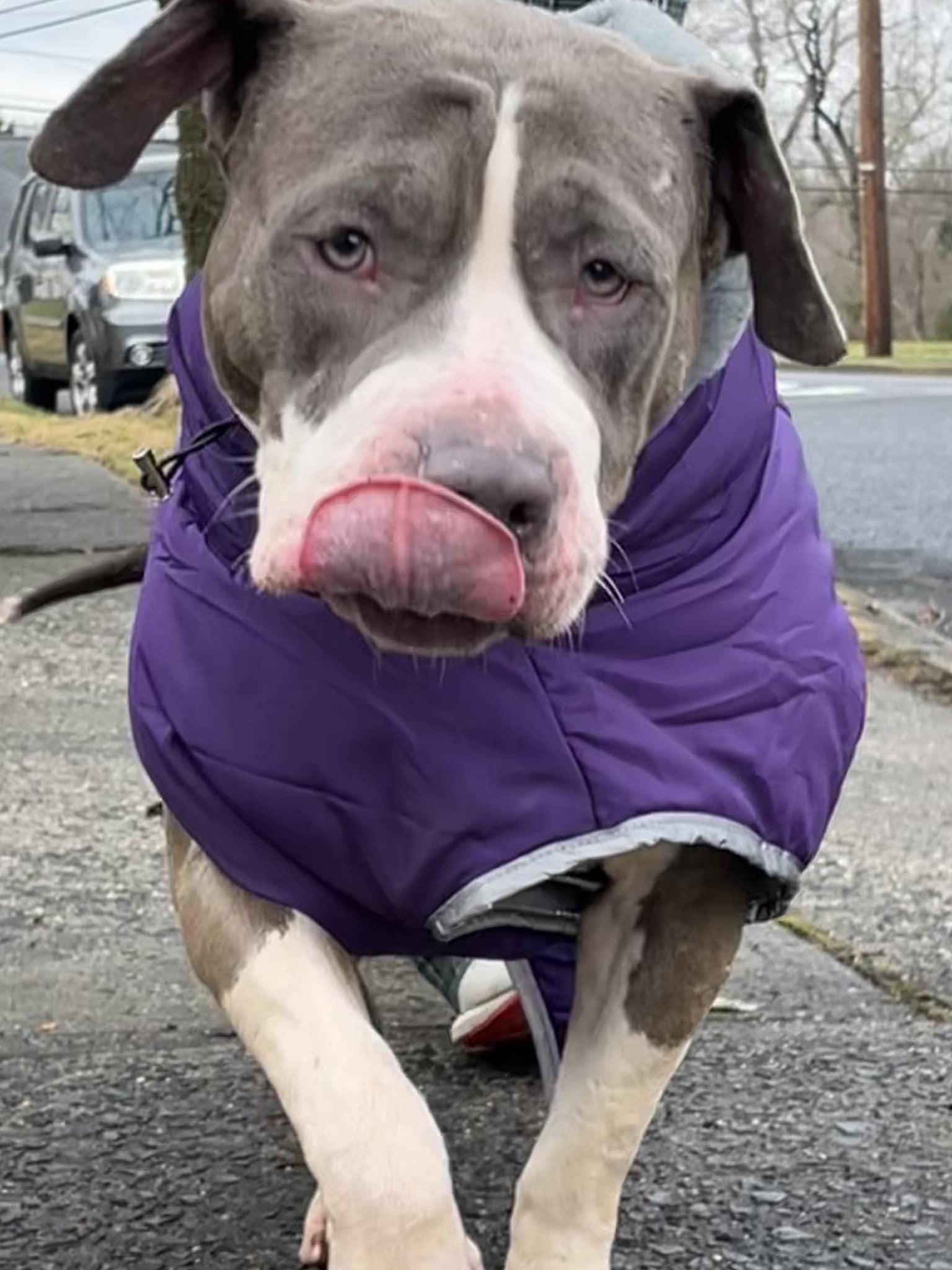Peanut-Butter, a Adoptable Pit Bull Terrier in East Brunswick, NJ image 3/6