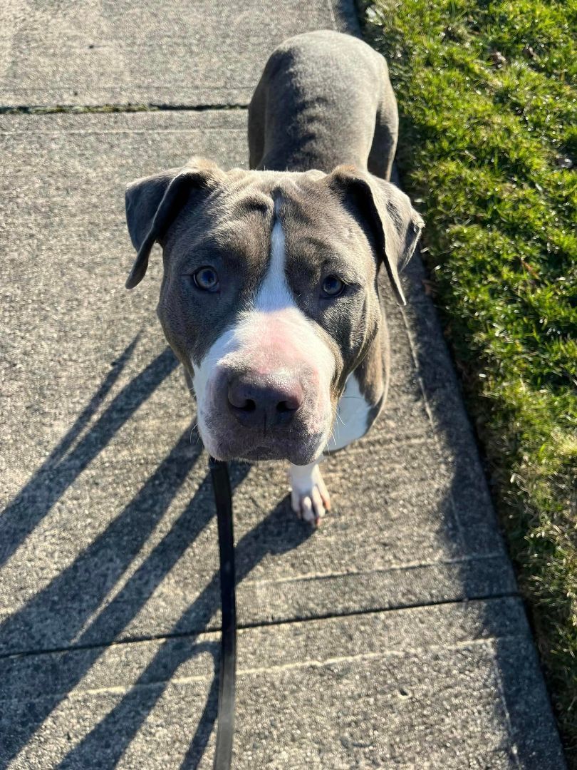 Peanut-Butter, a Adoptable Pit Bull Terrier in East Brunswick, NJ image 4/6