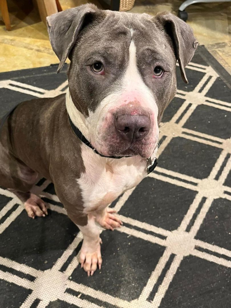 Peanut-Butter, a Adoptable Pit Bull Terrier in East Brunswick, NJ image 5/6