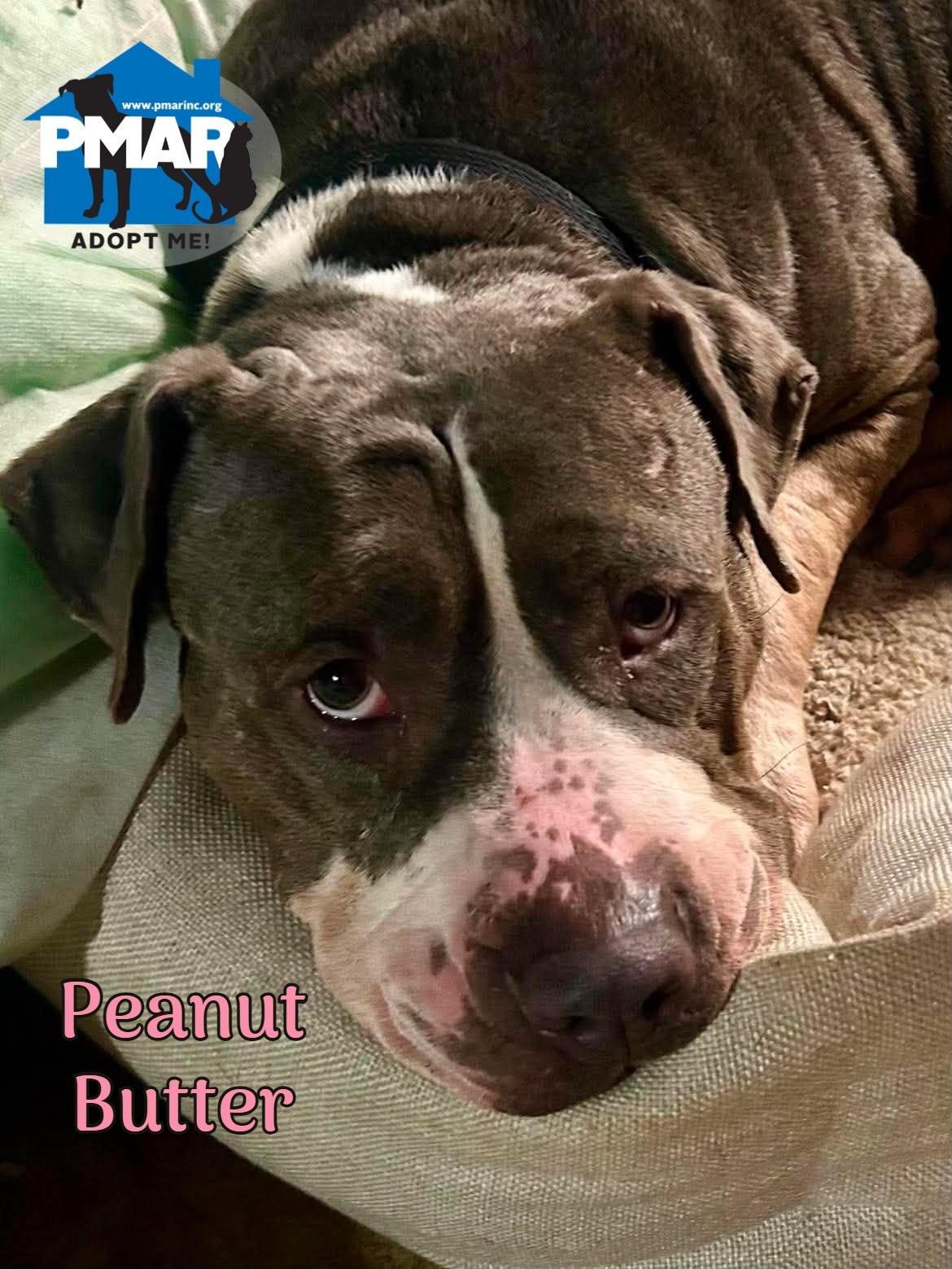Peanut-Butter, Adoptable, Adult Female Pit Bull Terrier.