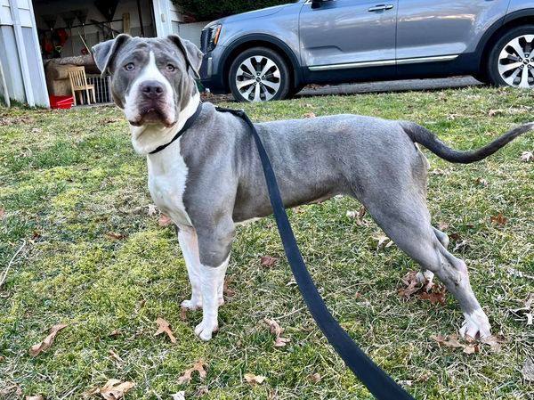 Peanut-Butter, a Adoptable Pit Bull Terrier in East Brunswick, NJ image 6/6