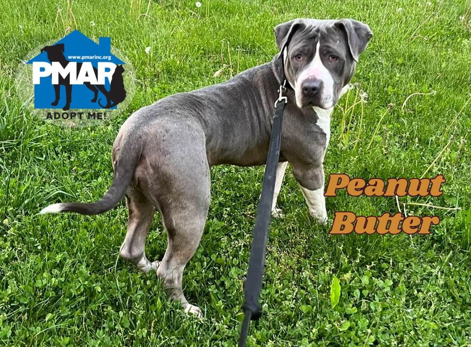 Peanut-Butter, a Adoptable Pit Bull Terrier in East Brunswick, NJ image 2/6