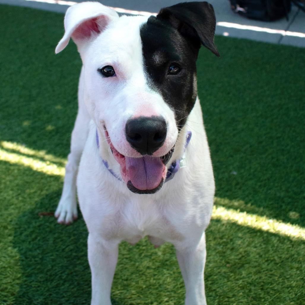 Marble, Adoptable, Adult Female Pit Bull Terrier.