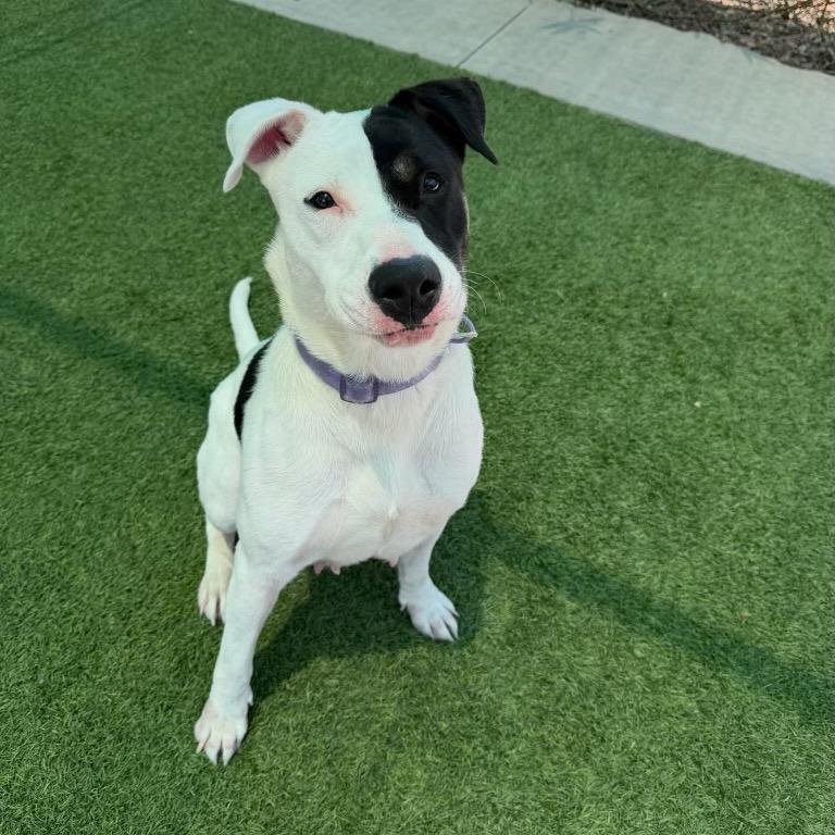 Marble, a Adoptable Pit Bull Terrier in Studio City, CA image 2/5