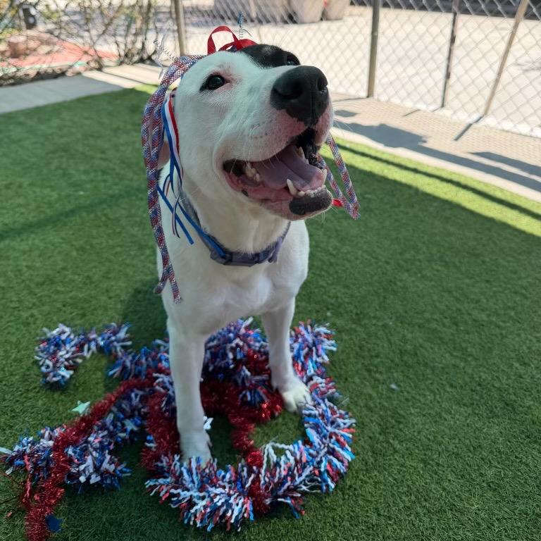 Marble, a Adoptable Pit Bull Terrier in Studio City, CA image 3/5