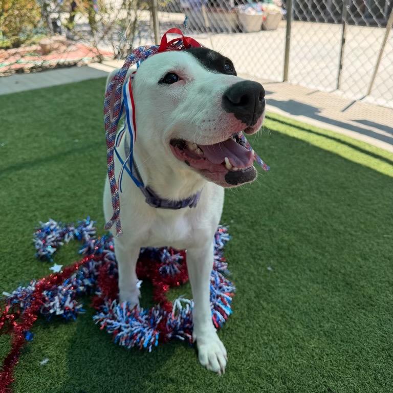 Marble, a Adoptable Pit Bull Terrier in Studio City, CA image 4/5