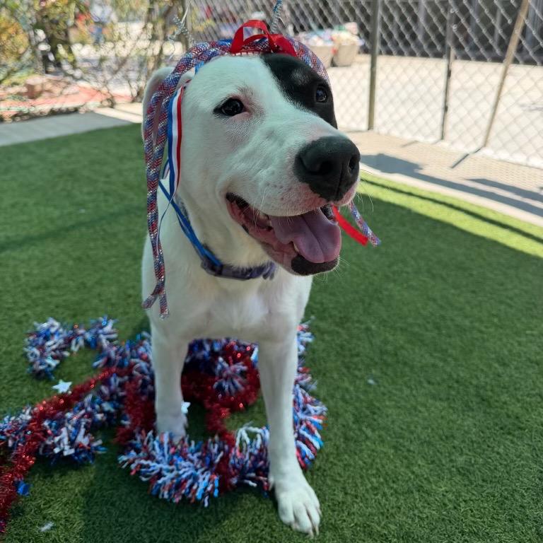 Marble, a Adoptable Pit Bull Terrier in Studio City, CA image 5/5
