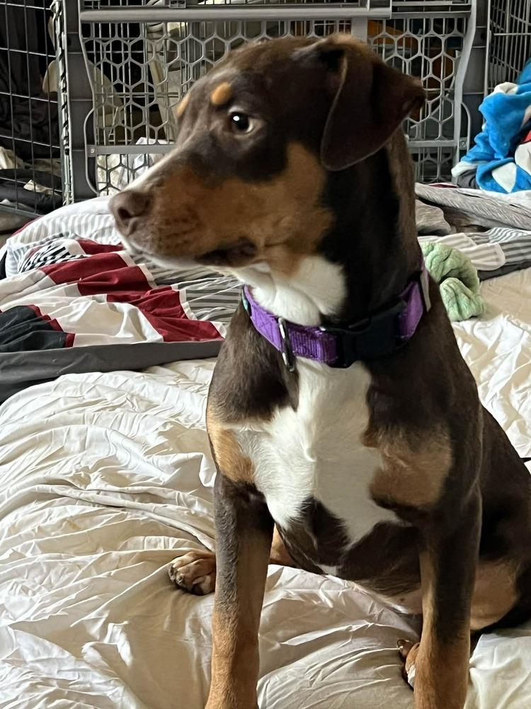 Enlarge Tiana, a Adoptable mixed breed in Wendell, NC image 1/4