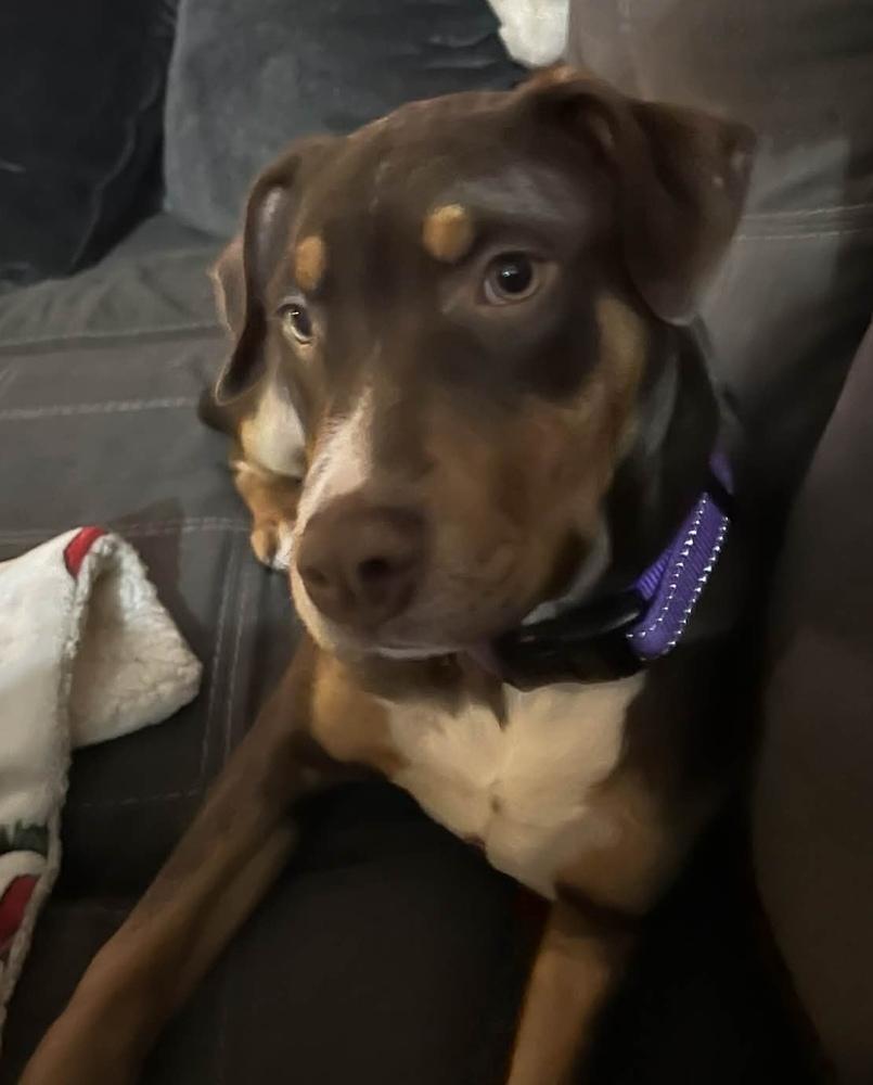 Enlarge Tiana, a Adoptable mixed breed in Wendell, NC image 2/4