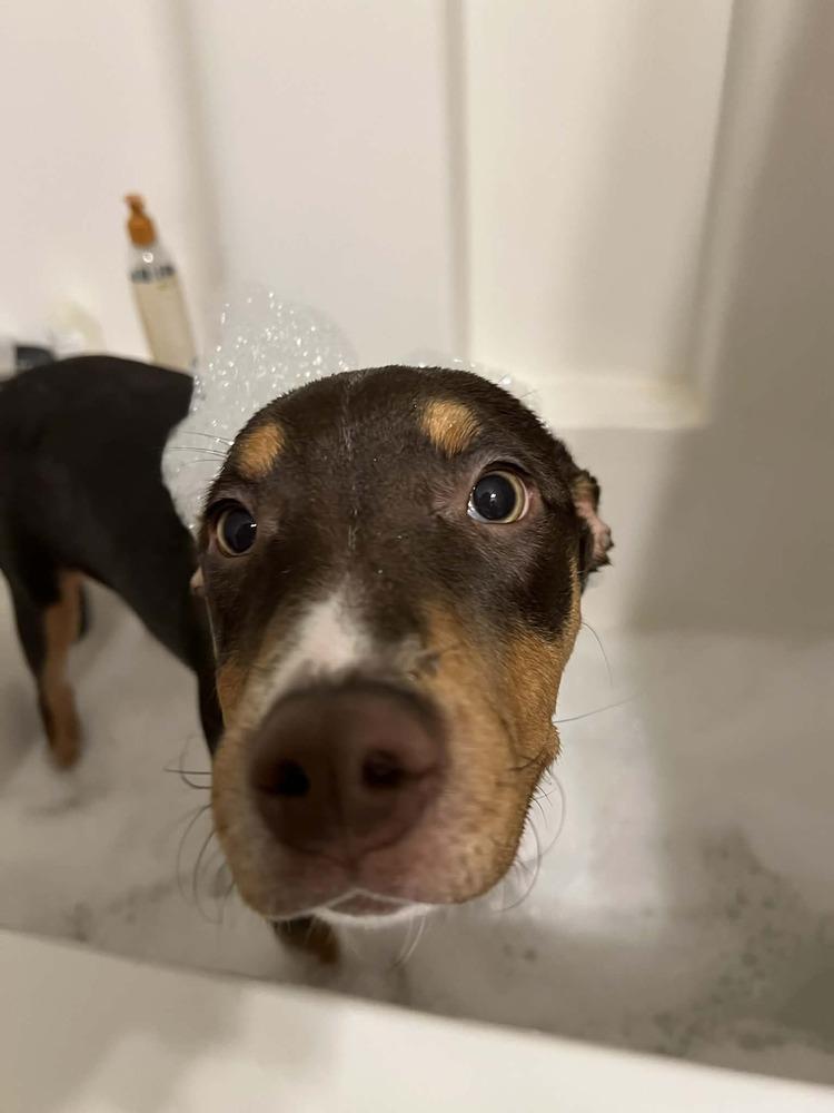 Enlarge Tiana, a Adoptable mixed breed in Wendell, NC image 3/4