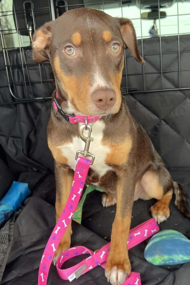 Enlarge Tiana, a Adoptable mixed breed in Wendell, NC image 4/4