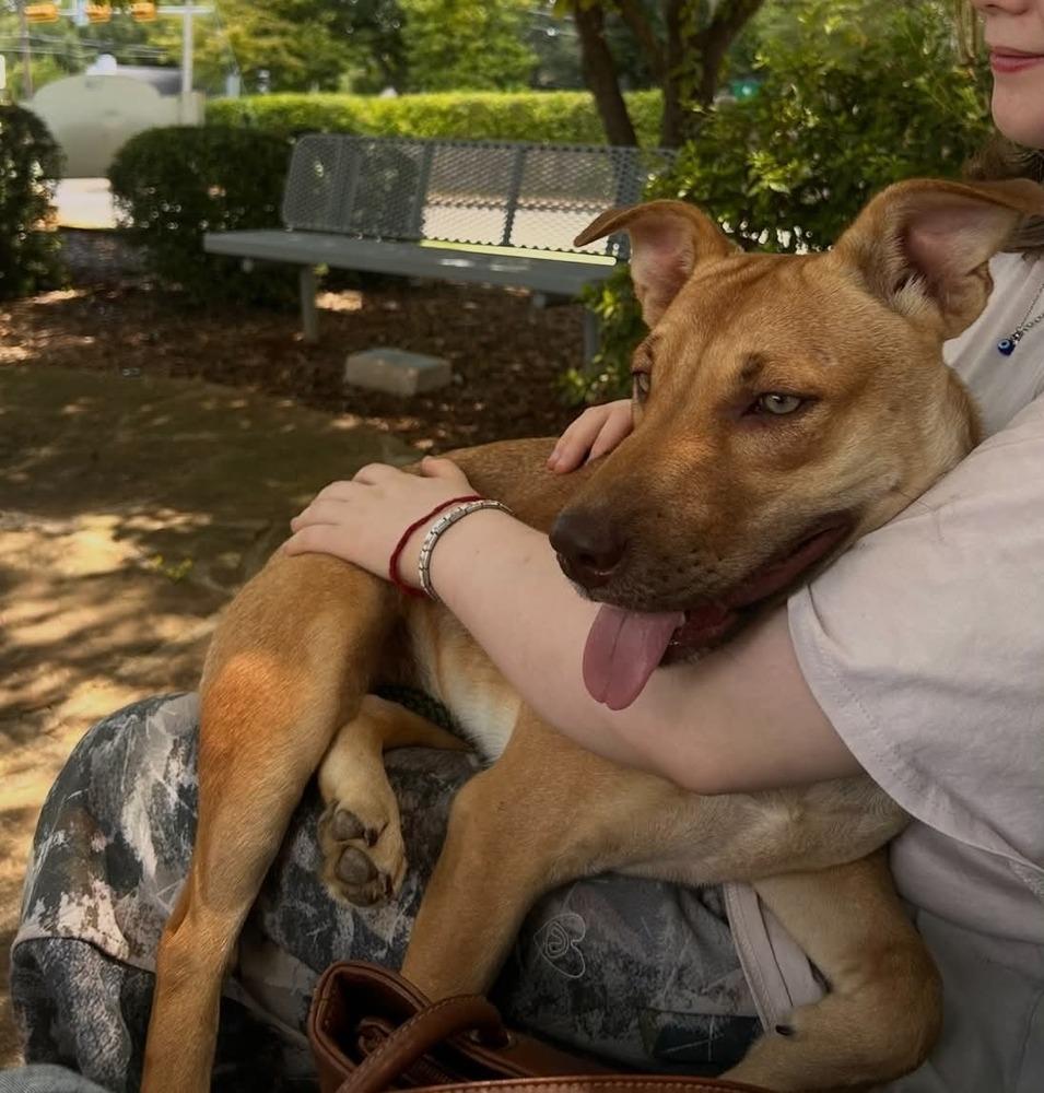 Belle, Adoptable, Young Female Cattle Dog & Australian Kelpie.