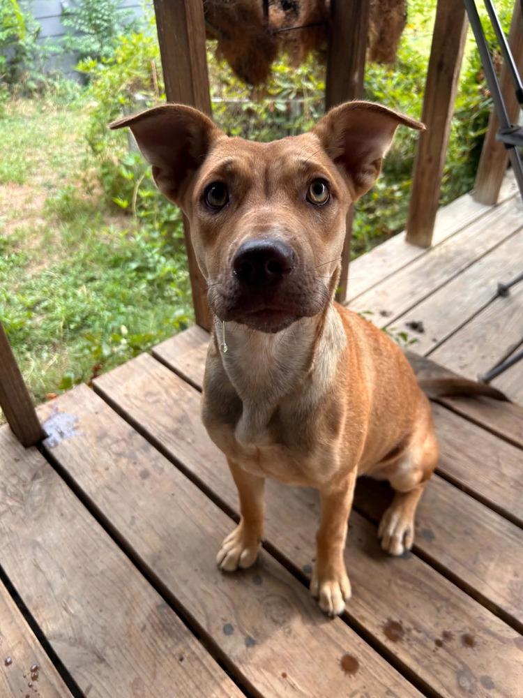 Enlarge Belle, a Adoptable mixed breed in New Bedford, MA image 2/5