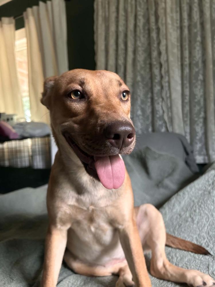 Enlarge Belle, a Adoptable mixed breed in New Bedford, MA image 3/5