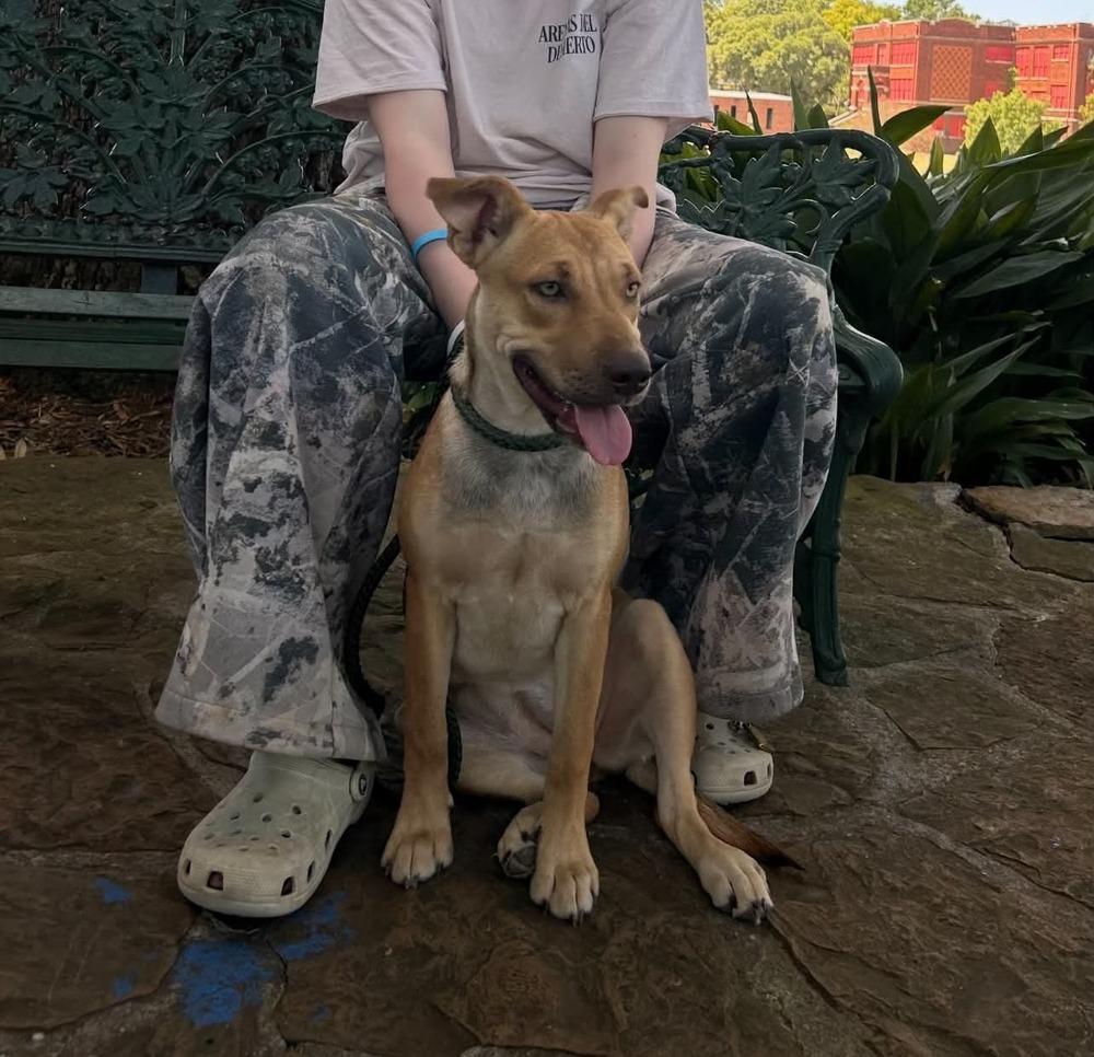 Enlarge Belle, a Adoptable mixed breed in New Bedford, MA image 4/5